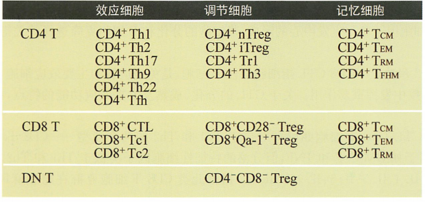 人类免疫细胞T细胞解读及marker