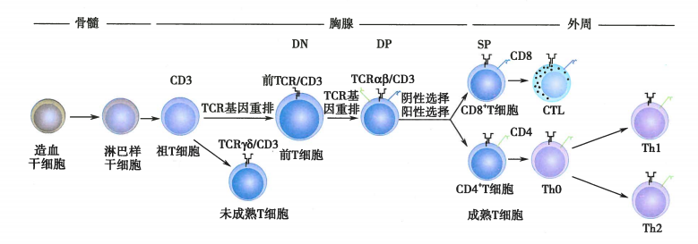 人类免疫细胞T细胞解读及marker