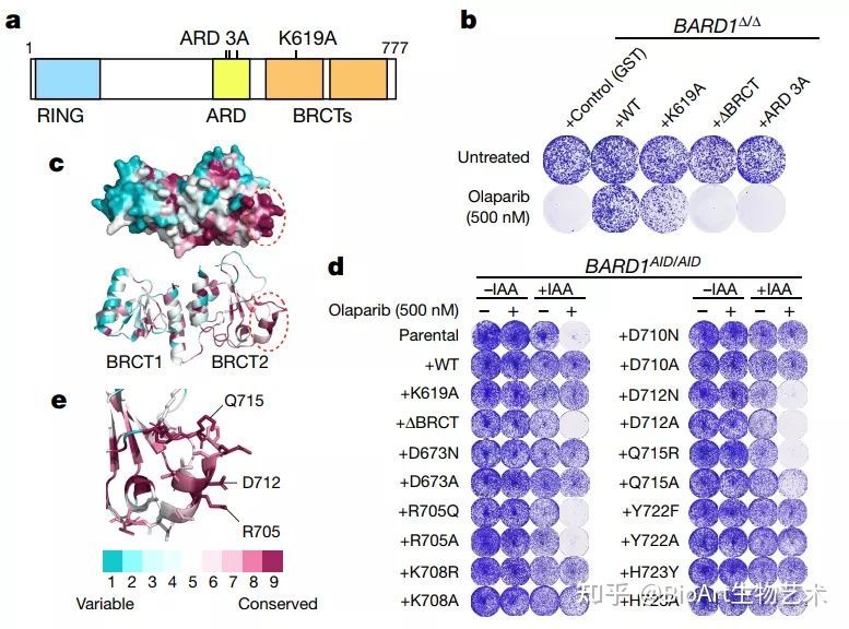 Nature | 破解领域难题：BRCA1是如何被招募到DNA双链断裂位点？