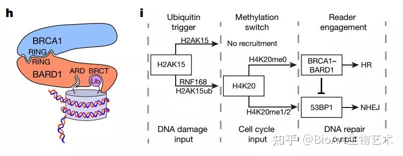 Nature | 破解领域难题：BRCA1是如何被招募到DNA双链断裂位点？