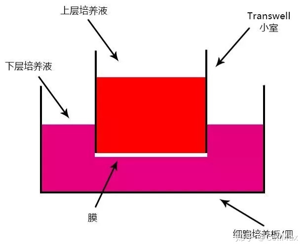 细胞侵袭实验总结