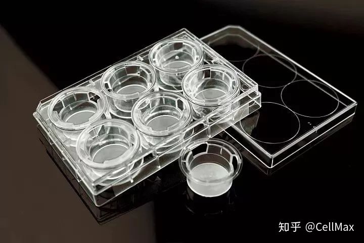 细胞侵袭实验总结