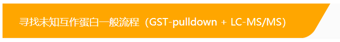 蛋白-蛋白相互作用研究之GST-pulldown技术
