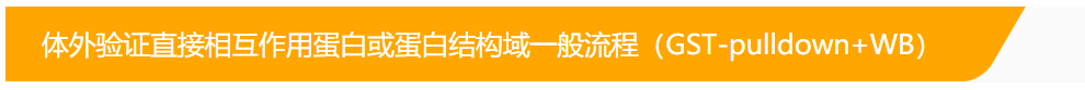 蛋白-蛋白相互作用研究之GST-pulldown技术