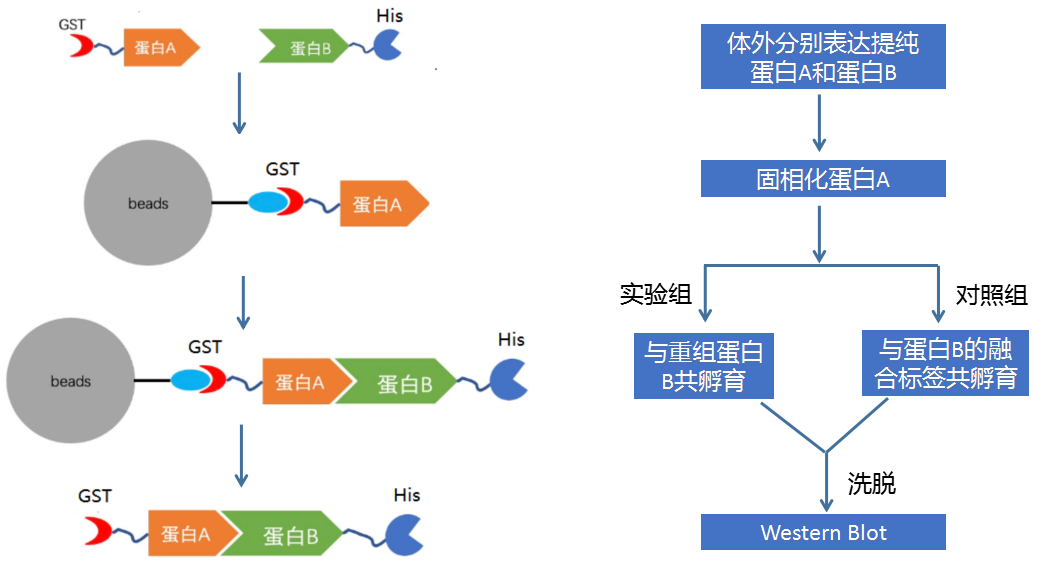 蛋白-蛋白相互作用研究之GST-pulldown技术