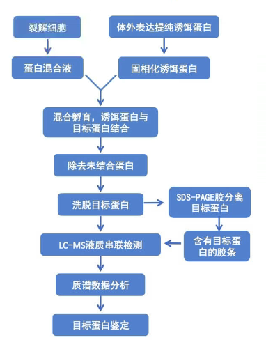 蛋白-蛋白相互作用研究之GST-pulldown技术