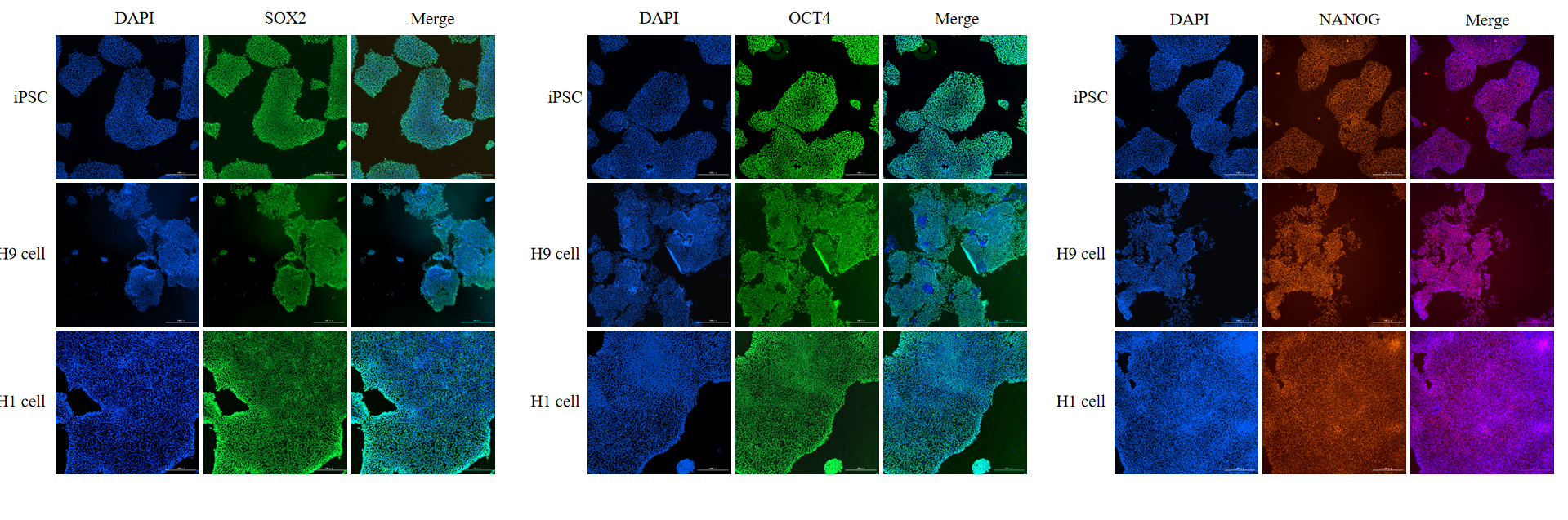 Immunofluorescence (IF) Profiling