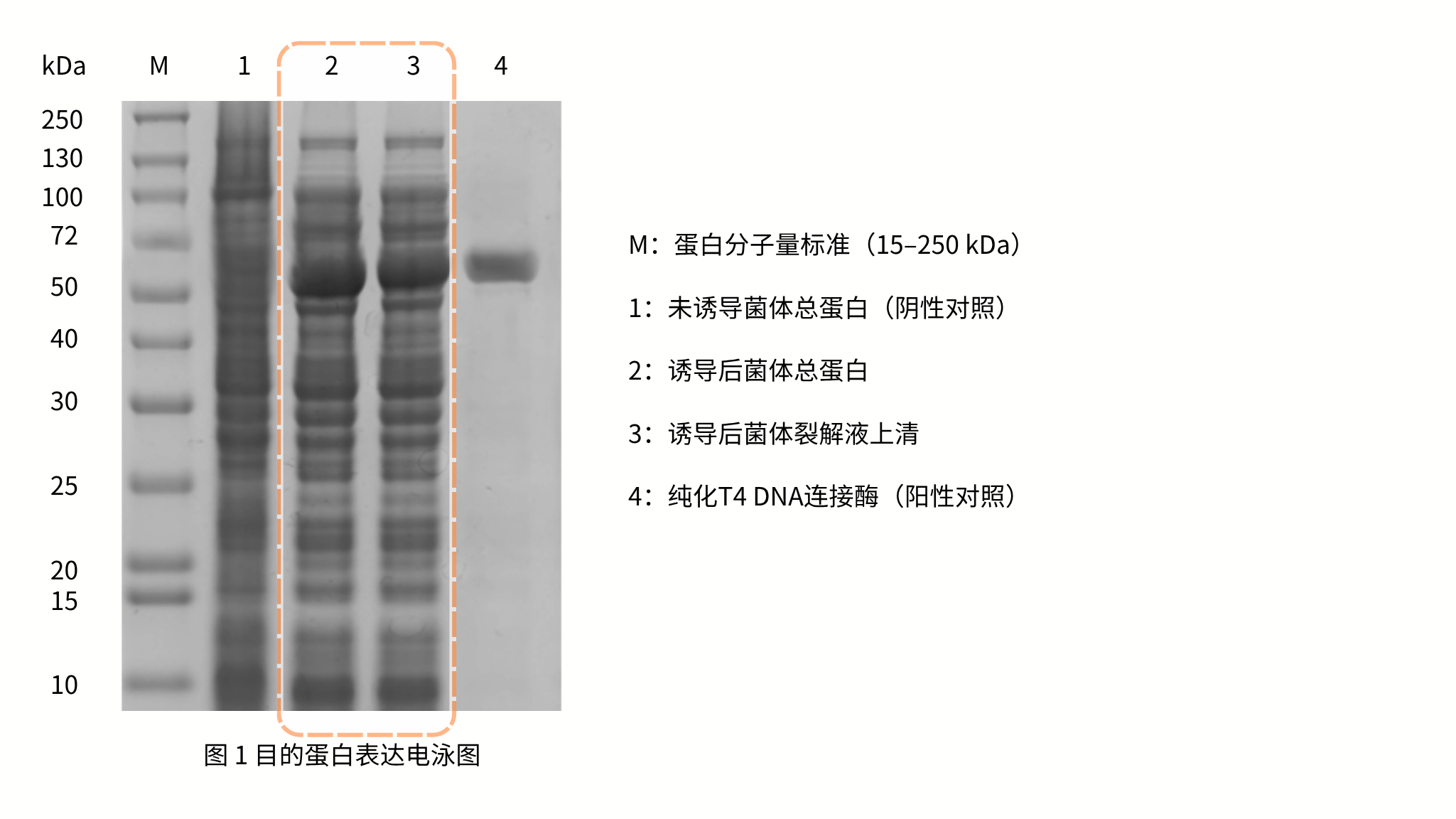 Figure A. T4 DNA 连接酶的原核表达验证