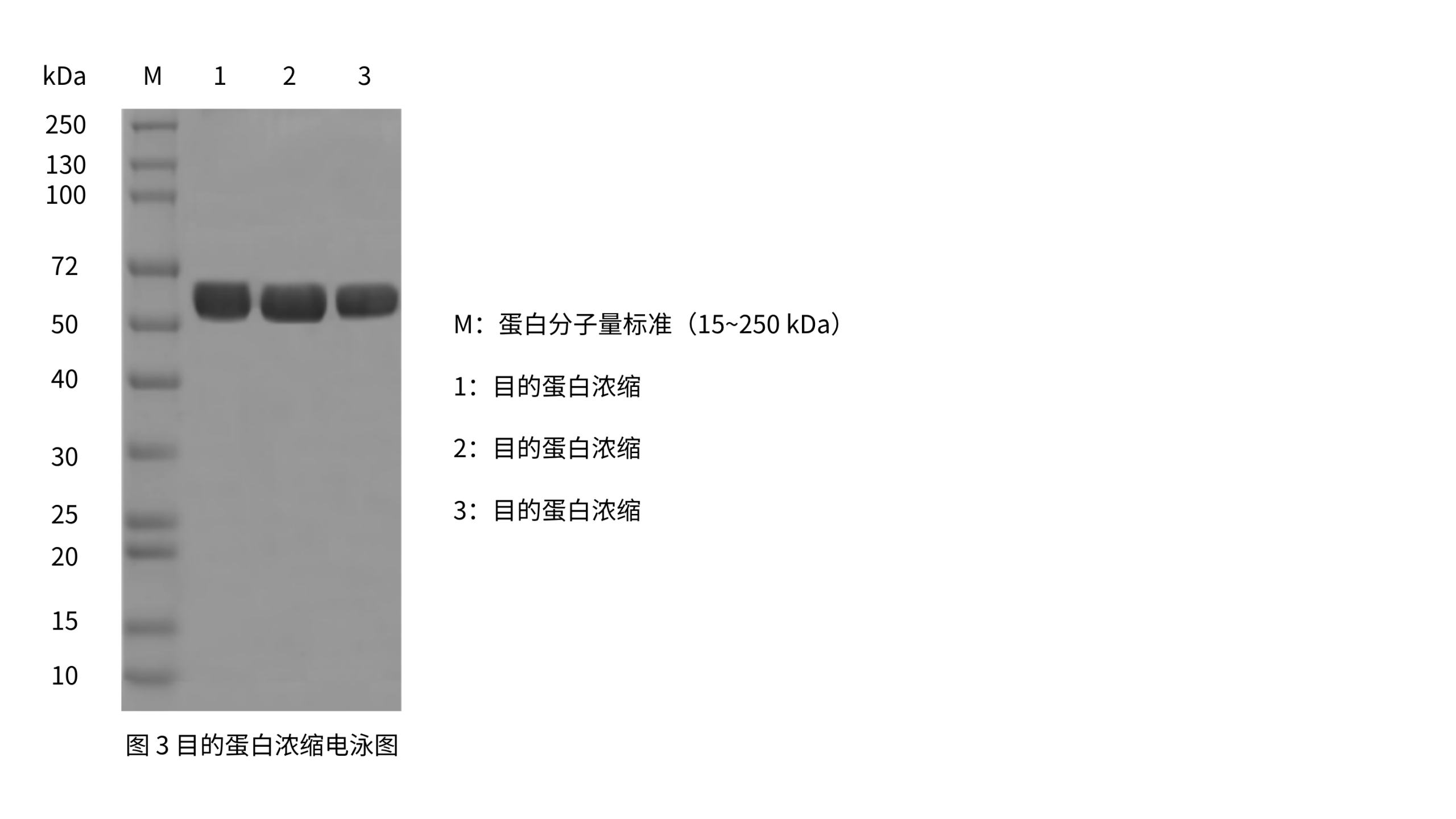 Figure C. 纯化浓缩后 T4 DNA 连接酶样品分析